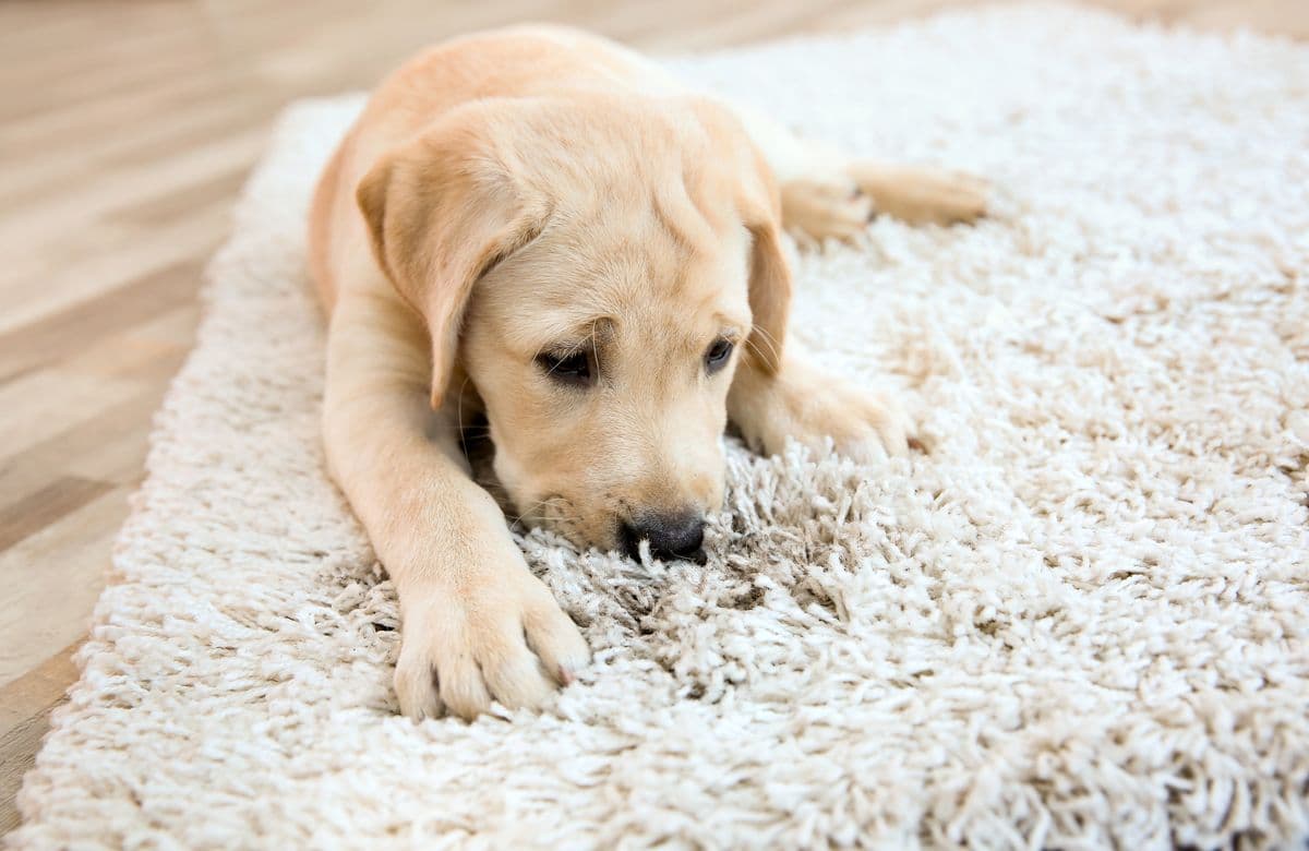 Carpet cleaning in Nolensville, TN