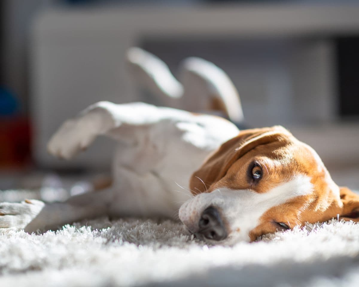Pet Odor & Stain Removal in Brentwood TN